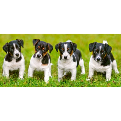 CASTORLAND 060337 600 TEILE PUZZLE JACK RUSSELL TERRIER PUPPIES 