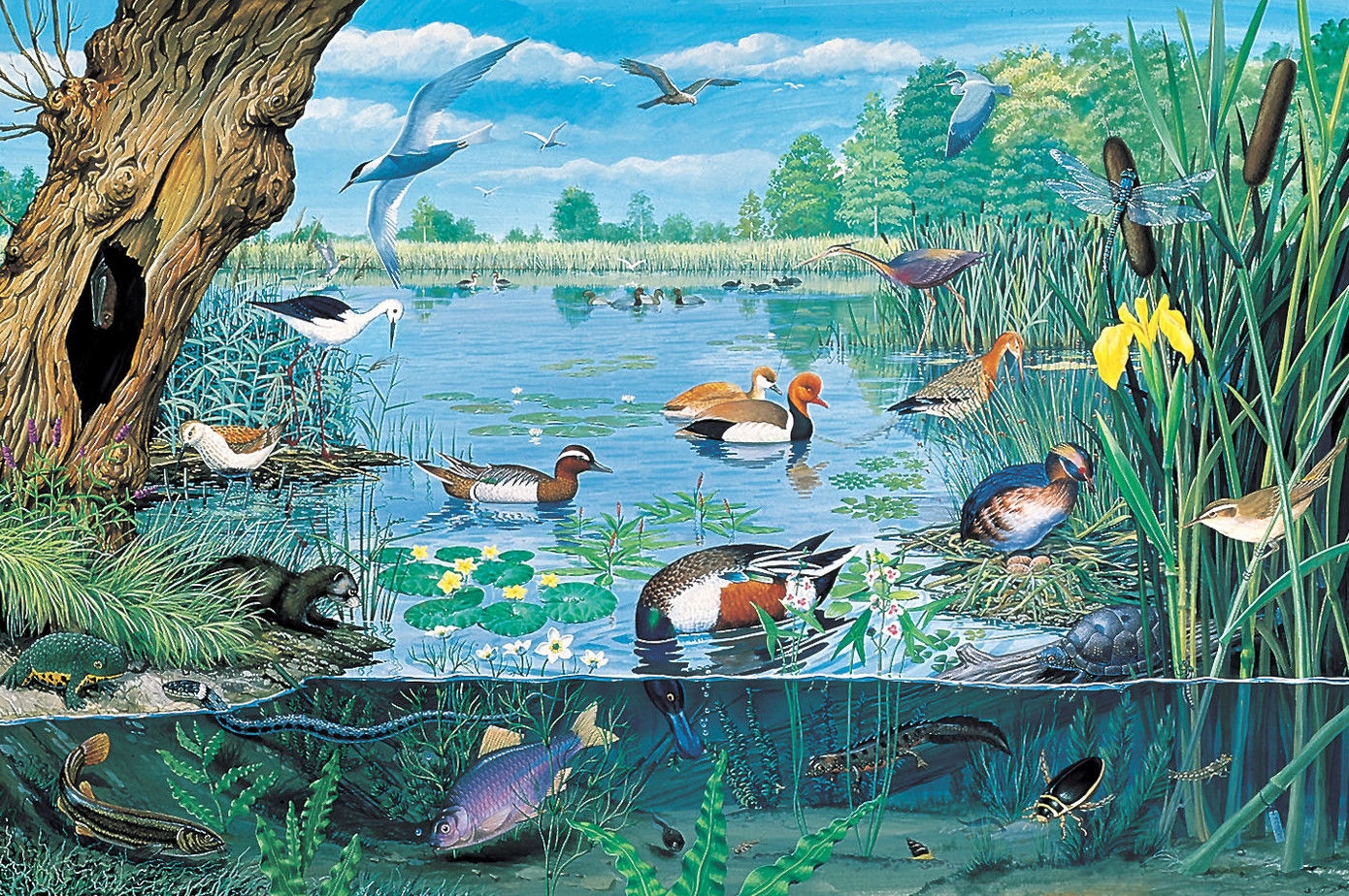 Искусственные природные сообщества пруд. Обитатели водоемов для детей. Обитатели озера. Прудовые обитатели. Обитатели пруда для дошкольников.