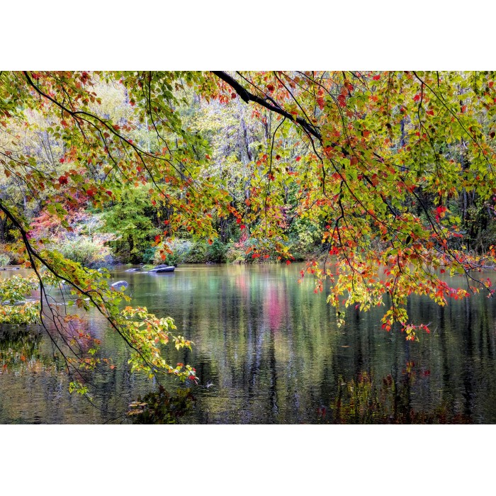 Puzzle  Alipson-Puzzle-F-50030 Branches On the Edge of the River