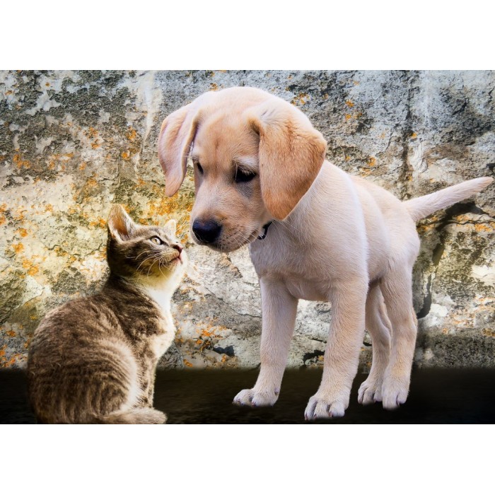 Puzzle  Bluebird-Puzzle-F-90335 Kitten and Puppy