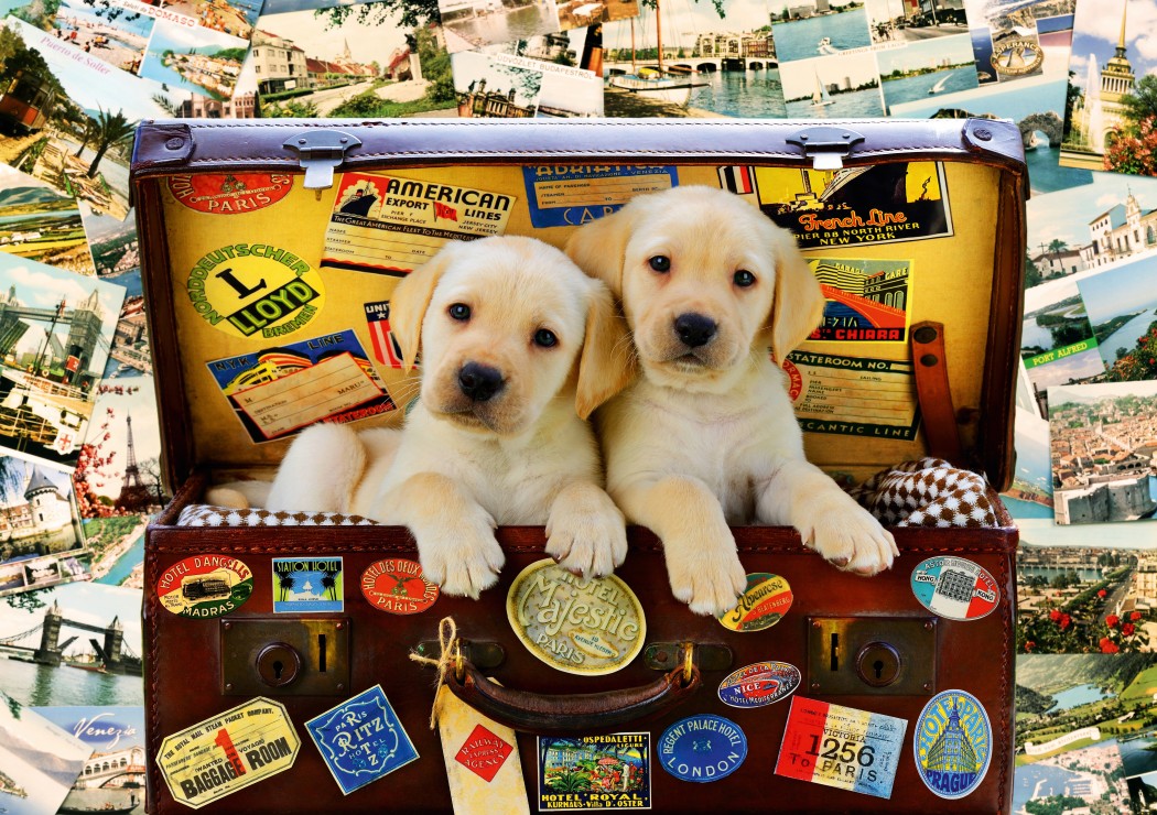  Two Travel Puppies 1000 piece jigsaw puzzle