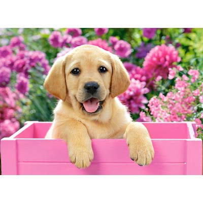 Puzzle Castorland-030071 Labrador Puppy in Pink Box