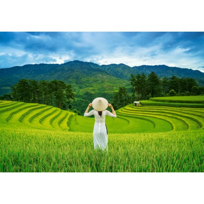 Puzzle Castorland-105052 Rice Fields in Vietnam