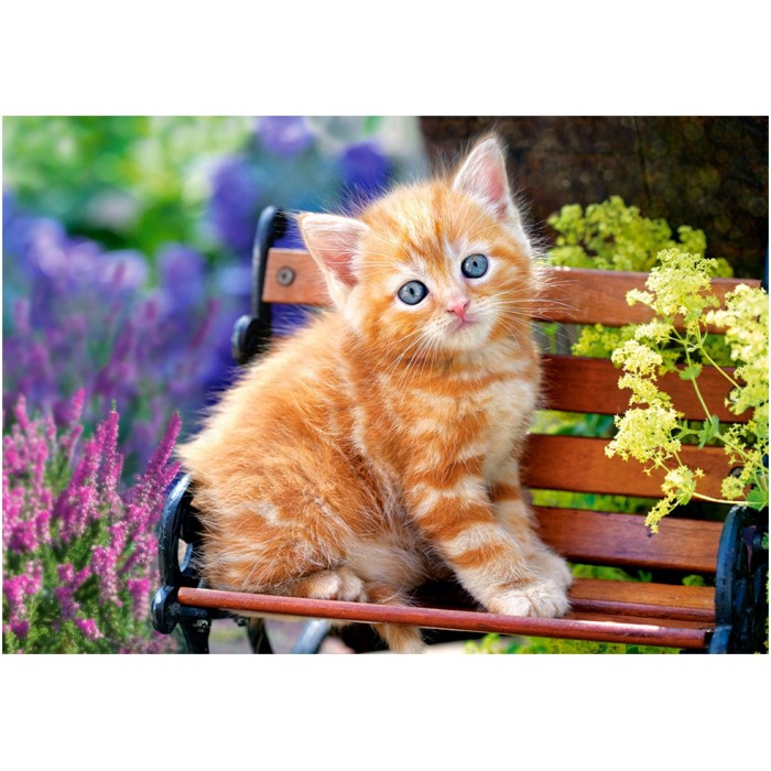 Ginger Kitten