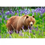Puzzle   Bear on the Meadow