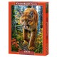 Mountain Lion In The Forest