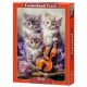 Musical Kittens