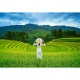 Rice Fields in Vietnam