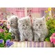 Three Grey Kittens