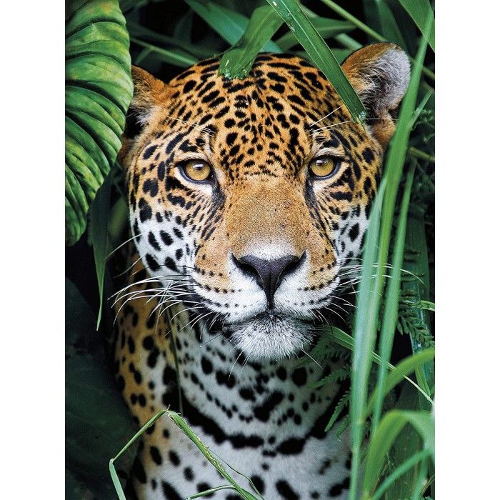 Puzzle  Clementoni-35541 Jaguar in The Jungle