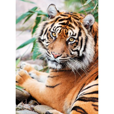 Puzzle Clementoni-39295 Sumatran Tiger