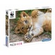 WWF - Lion cub