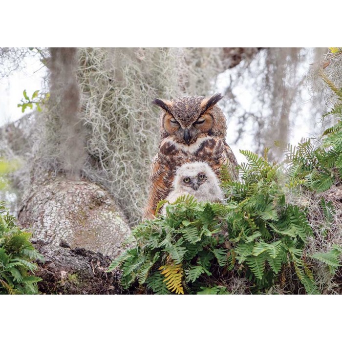 Puzzle  Cobble-Hill-40176 Great Horned Owl