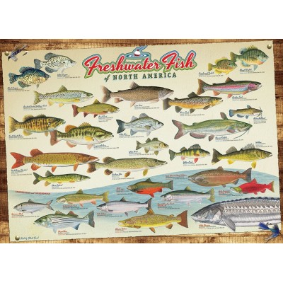 Puzzle Cobble-Hill-57193 Freshwater Fish of North America
