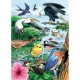 Frame Puzzle - North American Birds
