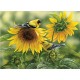 Sunflowers and Goldfinches