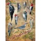 XXL Pieces - Notable Woodpeckers