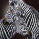 Crystal Art - Diamond Embroidery Kit - Zebra