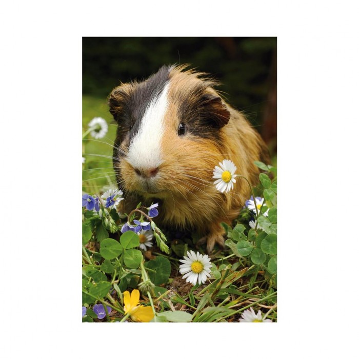 Dino-33122-CochonDinde Mini-puzzle Guinea Pig