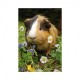 Mini-puzzle Guinea Pig