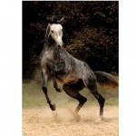  DToys-70401 Jigsaw Puzzle - 1000 Pieces - Horses : Spotted Horse