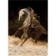 Jigsaw Puzzle - 1000 Pieces - Horses : Horse in the Dust