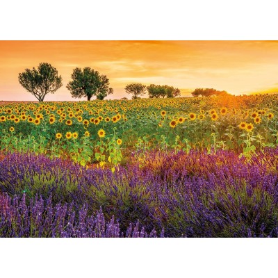 Puzzle Educa-17669 Field With Sunflowers