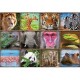 Collage with Wild Animals
