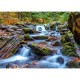 Forest Stream in Autumn