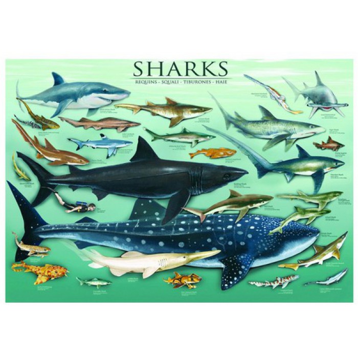  Eurographics-6000-0079 Jigsaw Puzzle - 1000 Pieces - Sharks