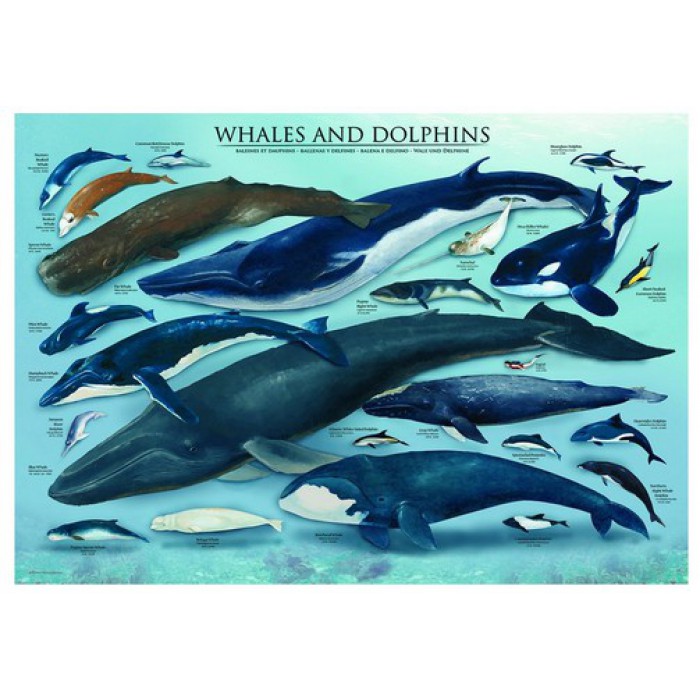  Eurographics-6000-0082 Jigsaw Puzzle - 1000 Pieces - Dolphins and Whales