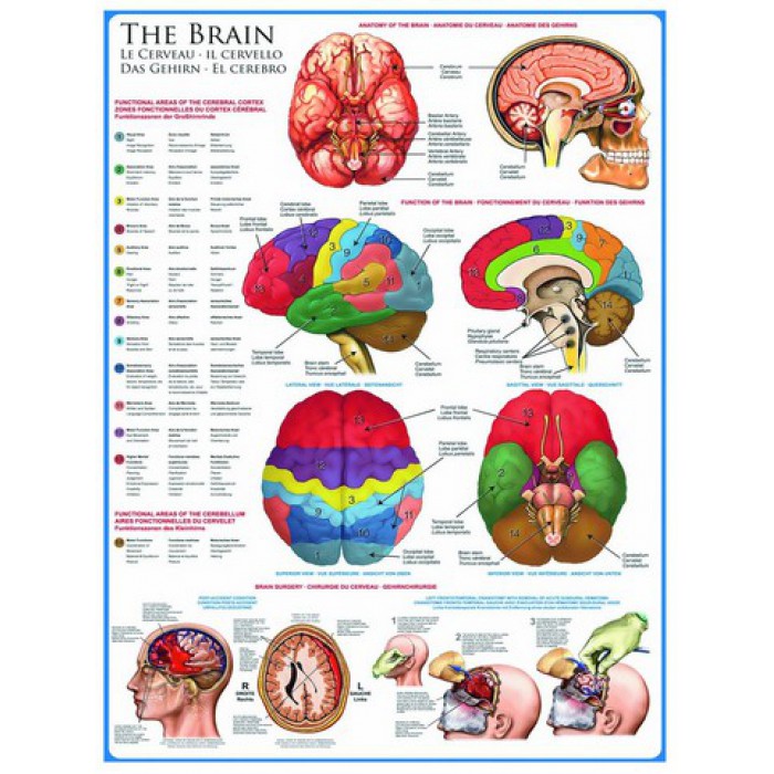  Eurographics-6000-0256 Jigsaw Puzzle - 1000 Pieces - The Brain