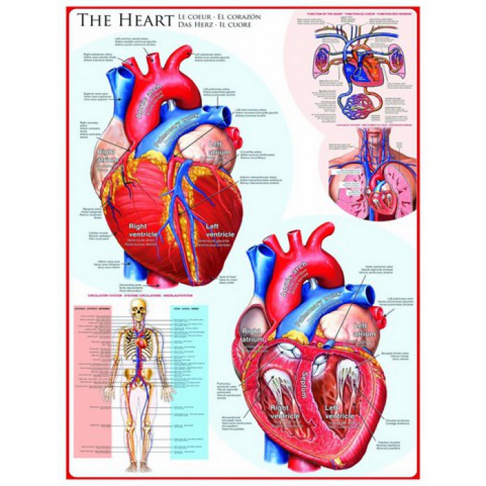 Puzzle  Eurographics-6000-0257 The Heart