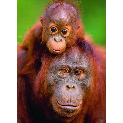 Puzzle Eurographics-6000-0638 Orangutan & Baby