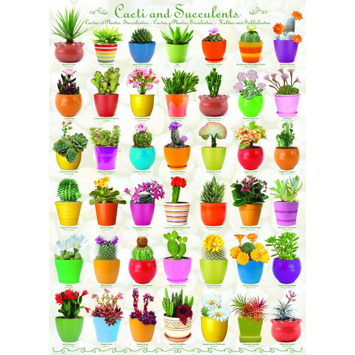 Puzzle  Eurographics-6000-0654 Cactus & Succulents