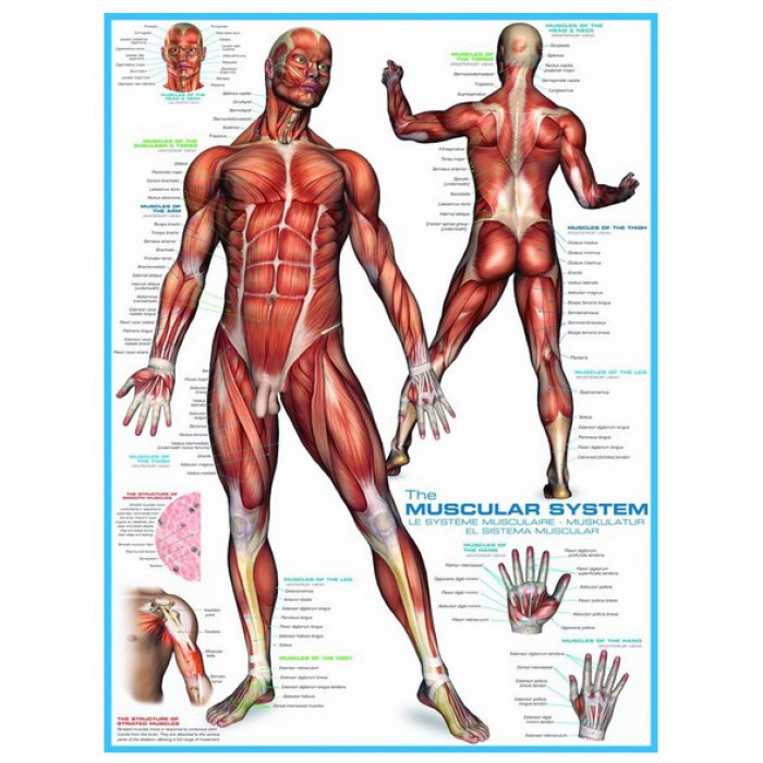 Puzzle  Eurographics-6000-2015 Muscular System