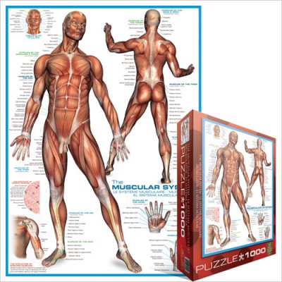Puzzle Eurographics-6000-2015 Muscular System