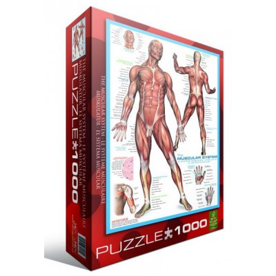 Puzzle Eurographics-6000-2015 Muscular System