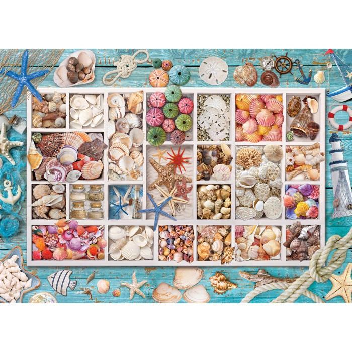 Seashell Collection