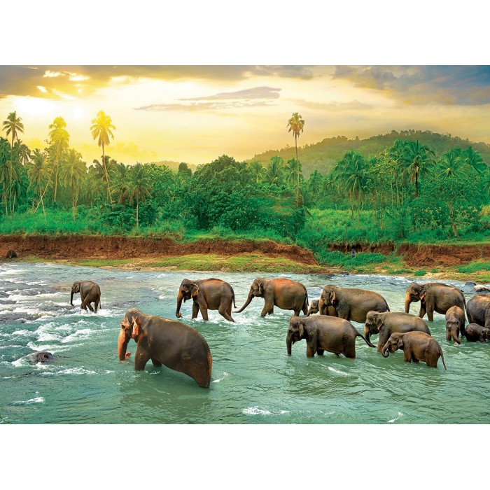 Puzzle Eurographics-6000-5540 Save our Planet Collection - Rain Forest