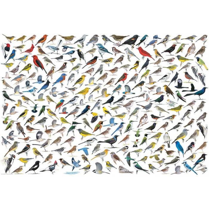 Puzzle  Eurographics-8220-0821 The World of Birds, by David Sibley