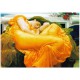 Jigsaw Puzzle - 1000 Pieces - Frederick Lord Leighton : Flaming June