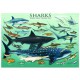 Jigsaw Puzzle - 1000 Pieces - Sharks