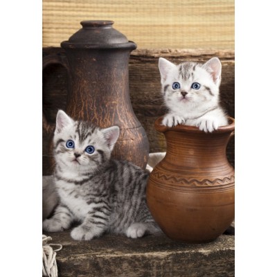 Puzzle Grafika-F-31095 Kitten in Pot