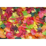 Puzzle   Autumn Leaves
