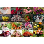 Puzzle   Collage - Flowers