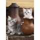 Kitten in Pot