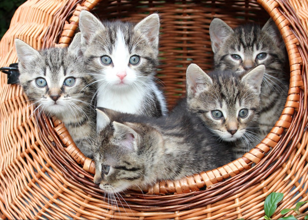 Puzzle Kittens In A Basket Grafika Kids 24 Pieces Jigsaw Puzzles Cats Jigsaw Puzzle