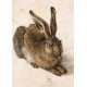 Dürer - Young Hare