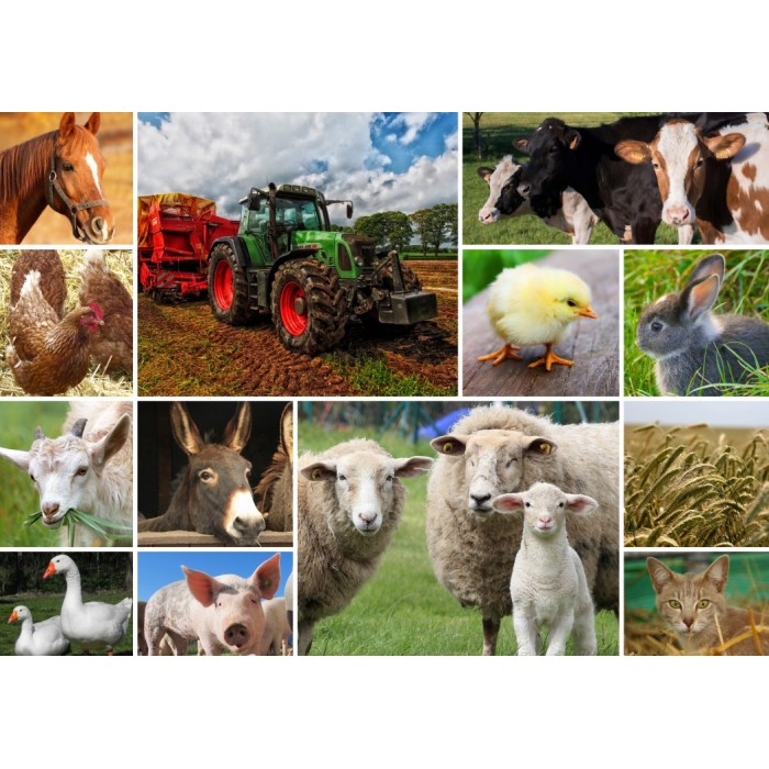 Collage - Farmyard Animals